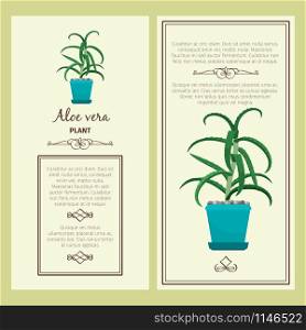 Greeting card with aloe vera decorative plant, square frame. Vector illustration. Greeting card with aloe vera plant