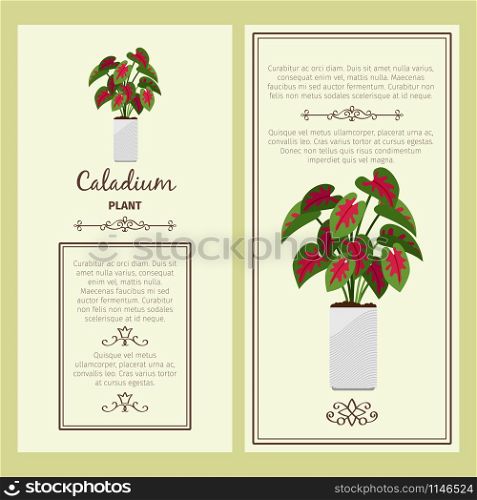 Greeting card with caladium decorative plant, square frame. Vector illustration. Greeting card with caladium plant