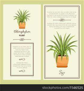 Greeting card with chlorophytum decorative plant, square frame. Vector illustration. Greeting card with chlorophytum plant