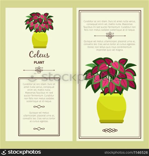 Greeting card with coleus decorative plant, square frame. Vector illustration. Greeting card with coleus plant