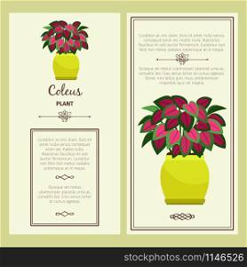 Greeting card with coleus decorative plant, square frame. Vector illustration. Greeting card with coleus plant