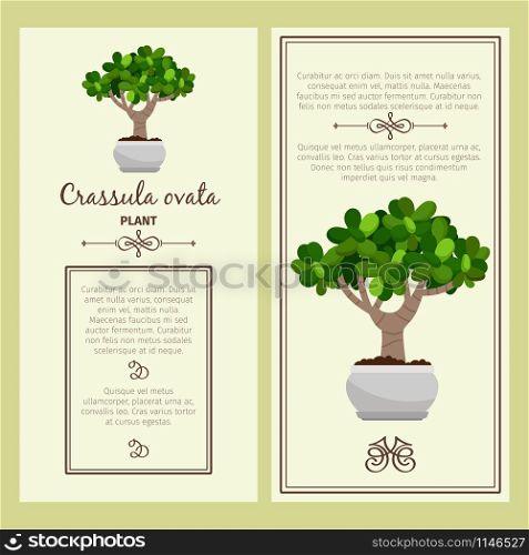 Greeting card with crassula ovata decorative plant, square frame. Vector illustration. Greeting card with crassula ovata plant