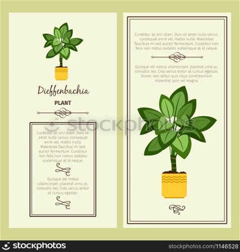 Greeting card with dieffenbachia decorative plant, square frame. Vector illustration. Greeting card with dieffenbachia plant