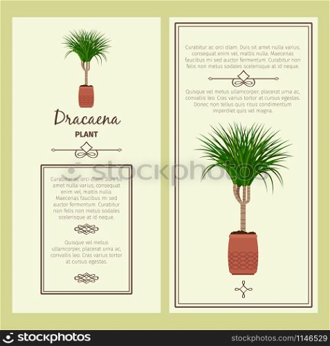 Greeting card with dracaena decorative plant, square frame. Vector illustration. Greeting card with dracaena plant