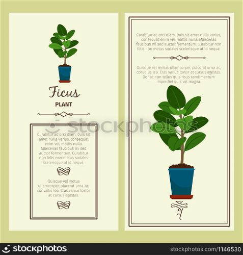 Greeting card with ficus decorative plant, square frame. Vector illustration. Greeting card with ficus plant