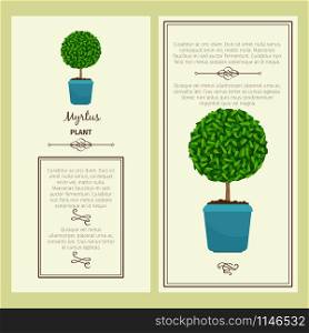 Greeting card with myrtus decorative plant, square frame. Vector illustration. Greeting card with myrtus plant