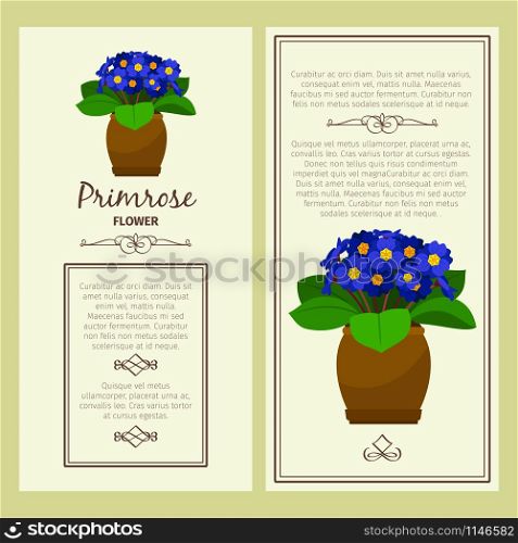 Greeting card with primrose decorative plant, square frame. Vector illustration. Greeting card with primrose plant