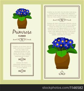Greeting card with primrose decorative plant, square frame. Vector illustration. Greeting card with primrose plant