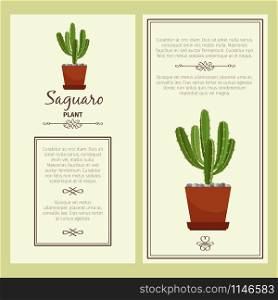 Greeting card with saguaro decorative plant, square frame. Vector illustration. Greeting card with saguaro plant