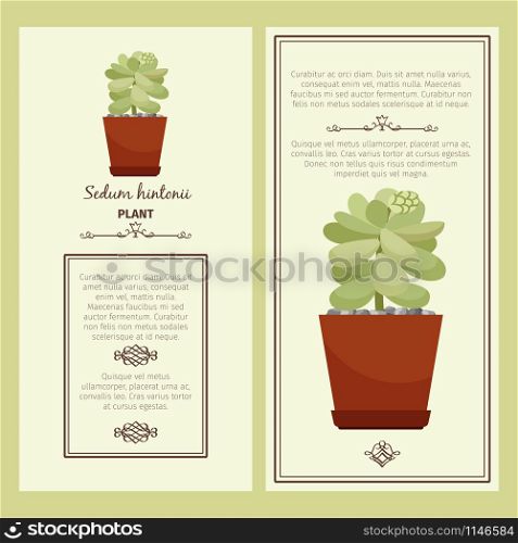Greeting card with sedum hintonii decorative plant, square frame. Vector illustration. Greeting card with sedum hintonii plant