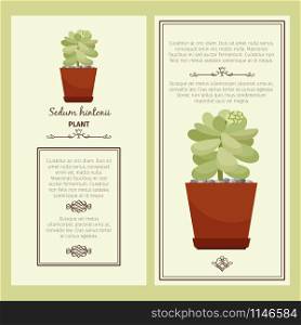 Greeting card with sedum hintonii decorative plant, square frame. Vector illustration. Greeting card with sedum hintonii plant