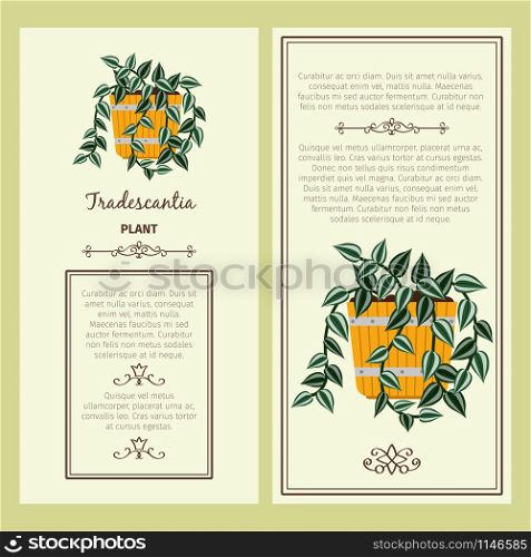 Greeting card with tradescantia decorative plant, square frame. Vector illustration. Greeting card with tradescantia plant