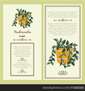 Greeting card with tradescantia decorative plant, square frame. Vector illustration. Greeting card with tradescantia plant