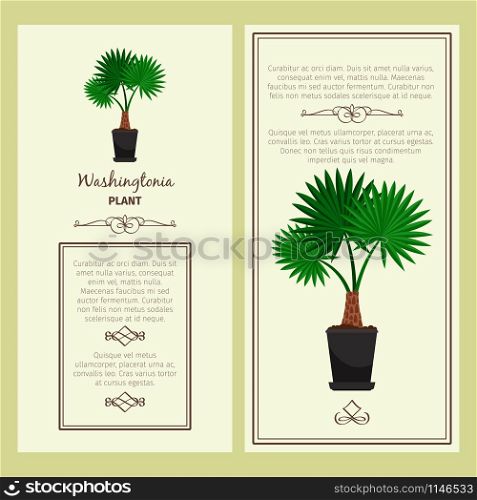 Greeting card with washingtonia decorative plant, square frame. Vector illustration. Greeting card with washingtonia plant