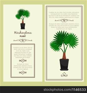 Greeting card with washingtonia decorative plant, square frame. Vector illustration. Greeting card with washingtonia plant