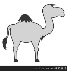 Grey camel, illustration, vector on white background.