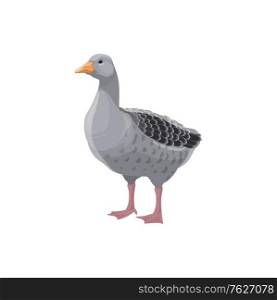 Grey goose isolated farm fowl bird. Vector poultry animal, domestic duck. Goose isolated farm grey bird, rural poultry fowl