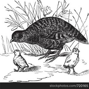Grey Partridge or Perdix perdix, vintage engraved illustration. Trousset encyclopedia (1886 - 1891).