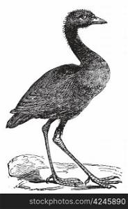 Grey-winged trumpeter or Psophia crepitans vintage engraving. Old engraved illustration of a grey-winged trumpeter watching. From the family of Psophiidae.