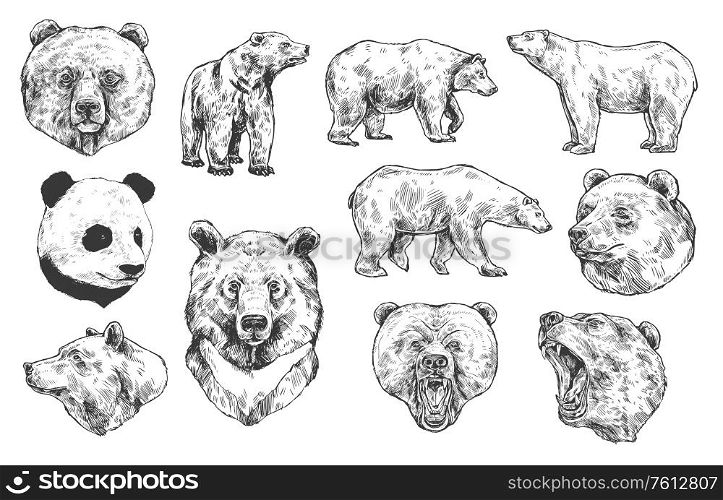 Grizzly bear and panda vector sketches, isolated icons set. Heads of predatory animals. Wild polar and Asian black bears with angry muzzles, open mouth and sharp teeth. Engraved monochrome sketches. Bear grizzly and panda vector sketches