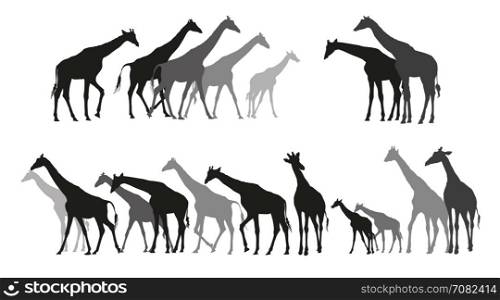 Group of black and grey silhouettes of giraffes standing and walking on white background. Vector illustration.