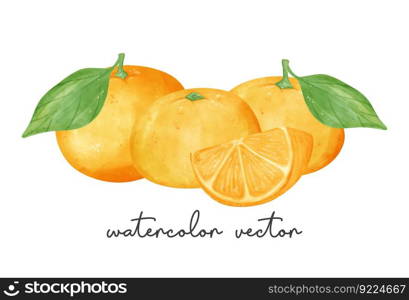 group of fresh orange fruits watercolor hand painting Semi realistic illustration vector isolated on white background.