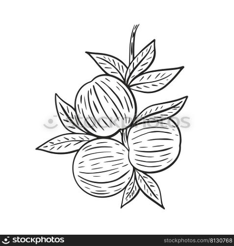  Group peaches on leafy branch hand drawn vintage engraving. Nectarines grow on branch with leaves sketch. Trapic exotic fruits outline black image on white background