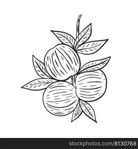  Group peaches on leafy branch hand drawn vintage engraving. Nectarines grow on branch with leaves sketch. Trapic exotic fruits outline black image on white background