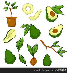 Growing and producing avocado vegetables. Isolated ripe berry on tree branch with leaf. Potted plant, homegrown veggie. Seed with small leaf. Natural and ecological food. Vector in flat style. Avocado vegetable growing on tree branch vector