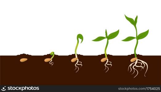 Growing plant. Sprout growth process. Steps sequence of germinating seeds for seedlings. Development cycle of vegetables in nature, appearance of roots and first leaves. Vector evolution phases set. Growing plant. Sprout growth process. Steps sequence of germinating seeds for seedlings. Development of vegetables in nature, appearance of roots and leaves. Vector evolution phases set