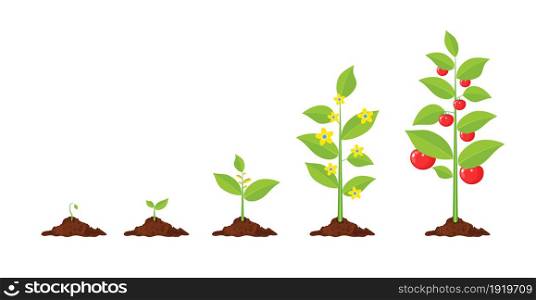 Growth of plant, from sprout to vegetable. Planting tree. Seedling gardening plant. Timeline. Vector illustration in flat style. Growth of plant, from sprout to vegetable.
