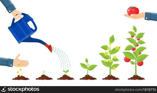 Growth of plant in pot, from sprout to vegetable. Planting tree. Seedling gardening plant. Timeline. Vector illustration in flat style. Growth of plant in pot, from sprout to vegetable.