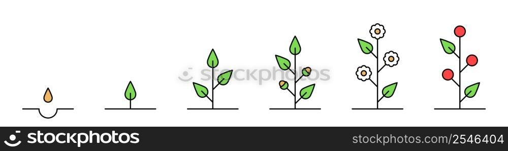 Growth stages. The cycle of life. Plant development icons. Vector. Growth stages. The cycle of life. Plant development icons. Vector illustration