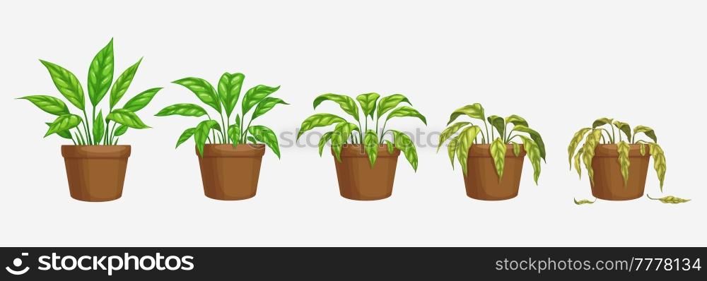 Growth, wither and wilt evolution phase, flower plant in pot. Isolated vector flowerpots with cartoon dying blossom with green or brown dry leaves. Spathiphyllum life process, plant withering timeline. Growth, wither and wilt evolution phase of flower