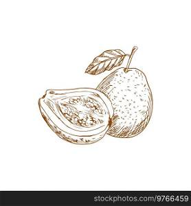 Guava whole and half isolated sketch. Vector edible tropical fruit, exotic food dessert. Tropical fruit guava whole, half isolated sketch