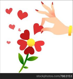 Guessing about love on the petals. A womans hand lifts the heart petals