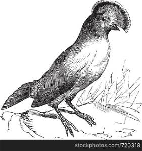 Guianan Cock-of-the-rock or Rupicola rupicola, vintage engraving. Old engraved illustration of Guianan Cock-of-the-rock male.