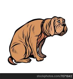 guilty dog, funny pet. Pop art retro vector illustration vintage kitsch. guilty dog, funny pet