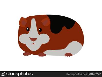 Guinea Pig Cavia Porcellus Isolated Cartoon Animal. Guinea pig cavia porcellus. Cavy or domestic guinea pig, species of rodent. Plays important role in folk culture of South American, as food source, folk medicine and religious ceremonies. Vector