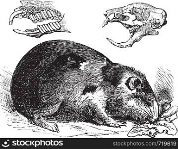 Guinea pig or Cavy or Cavia porcellus, vintage engraving. Old engraved illustration of a Guinea pig showing jaw bones and teeth (upper left) and skull bone (upper right).