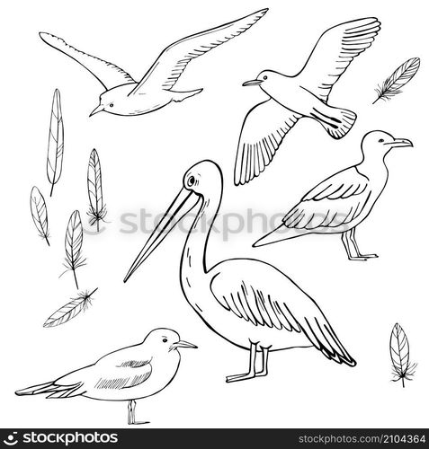 Gulls and pelicans. Vector sketch illustration.