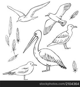 Gulls and pelicans. Vector sketch illustration.
