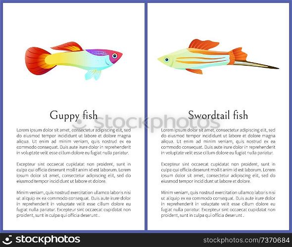 Guppy and swordtail fish isolated on white icons on posters with text sample. Freshwater aquarium pets silhouette cartoon style vector illustration. Guppy and Swordtail Fish Isolated on White Icons