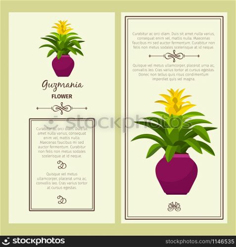 Guzmania flower in pot vector advertising banners for shop design. Guzmania flower in pot banners