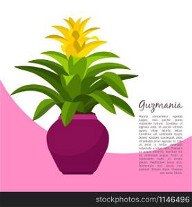 Guzmania indoor plant in pot banner template, vector illustration. Guzmania plant in pot banner