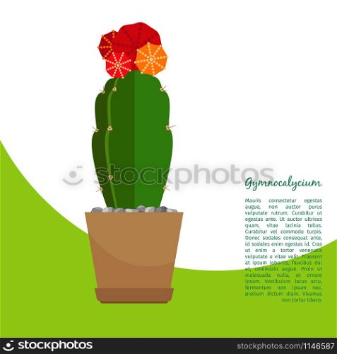 Gymnocalycium indoor plant in pot banner template, vector illustration. Gymnocalycium indoor plant in pot banner