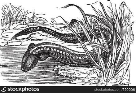 Gymnotus electricus or Electric eel (Electrophorus electricus) vintage engraving. Old engraved illustration of electric eel.