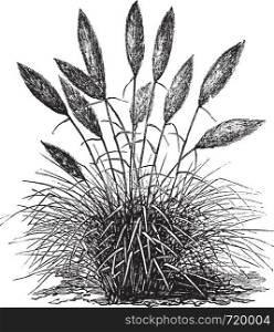 Gynerium silver (Gynerium argenteum) or pampas grass vintage engraving. Old engraved illustration of Gynerium silver.