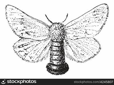 Gypsy Moth or Lymantria dispar, vintage engraved illustration. Dictionary of Words and Things - Larive and Fleury - 1895