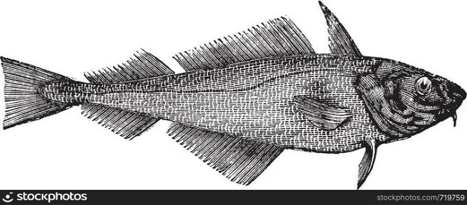 Haddock or Offshore Hake or Melanogrammus aeglefinus, vintage engraving. Old engraved illustration of a Haddock.